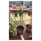 1 gallon lemon grass