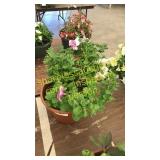 12 inch petunia planter