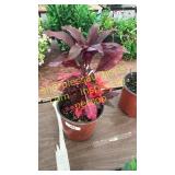 One gallon amaranths