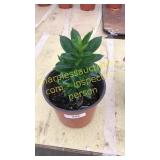 One gallon mandevilla