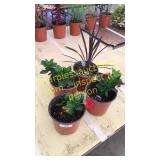 1 gallon mandevilla and spike ( qty 4)