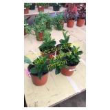 1 gallon mandevilla (qty 4)