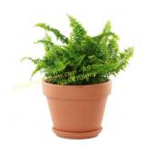 2 Ct. Deroma 10 in. Terra Cotta Clay Pots