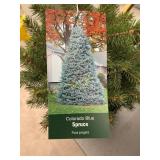 #3 Pot Colorado Blue Spruce