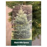 #3 Pot Black Hills Spruce