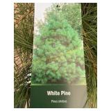 #3 Pot White Pine