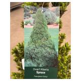 #3 Pot Dwarf Alberta Spruce