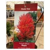 #7 Pot Autumn Blaze Maple