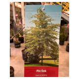 #5 Pot Pin Oak