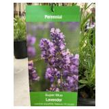#1 Pot Super Blue Lavender