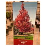 #5 Pot Brandywine Maple