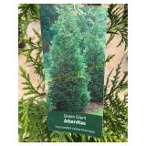 #3 Pot Green Giant Arborvitae