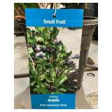 1.5 Pot Viking Aronia