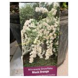 #3 Pot Minnesota Snowflake Mock Orange