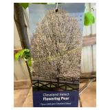Cleveland Select Flowering Pear