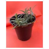 6 in pot rosemary