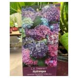 L.A. Dreamin Hydrangea