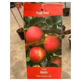 #5 Pot Gala Apple