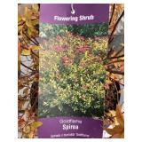 #3 Pot Goldflame Spirea