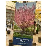 #5 Pot Kwanzan Flowering Cherry