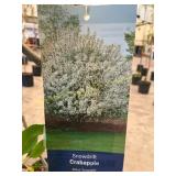 #5 Pot Crabapple Snowdrift