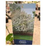 #5 Pot Crabapple Snowdrift