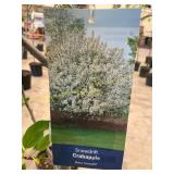 #5 Pot Crabapple Snowdrift
