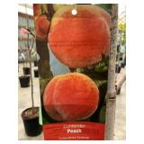#5 Pot Contender Peach