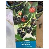 #1 pot Triple Crown Blackberry