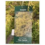 #3 Pot Gold Thread False Cypress