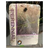 #3 Pot Karl Foerster Feather Reed Grass