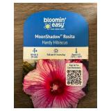 MoonShadow Rosita Hardy Hibiscus