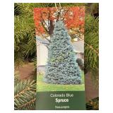 #3 Pot Colorado Blue Spruce