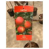 #5 Pot Gala Apple