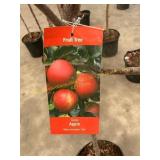 #5 Pot Gala Apple