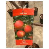 #5 Pot Gala Apple