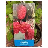 1.5 Pot Heritage Raspberry