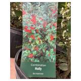 #3 Pot Combination Holly