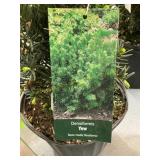 #3 Pot Densiformis Yew