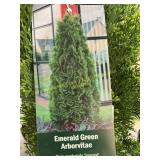 #3 Pot Emerald Green Arborvitae