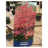 #5 Pot Prairiefire Crabapple