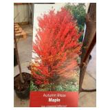 #5 Pot Autumn Blaze Maple