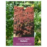 #3 Pot Crimson Pygmy Barberry