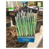 #1.5 pot Mary Washington Asparagus