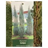 #3 Pot Skyrocket Juniper
