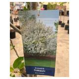 #5 Pot Crabapple Snowdrift
