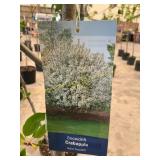 #5 Pot Crabapple Snowdrift