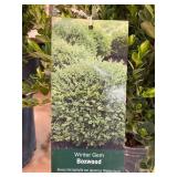 #3 Pot Winter Gem Boxwood