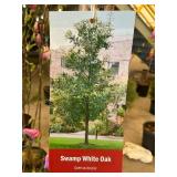 #5 Pot Swamp White Oak