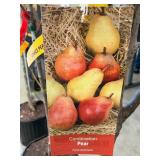 #5 Pot Combination Pear